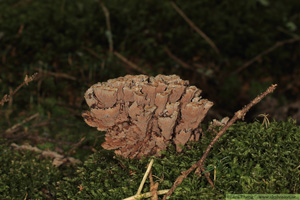 Vårtöra, Thelephora terrestris